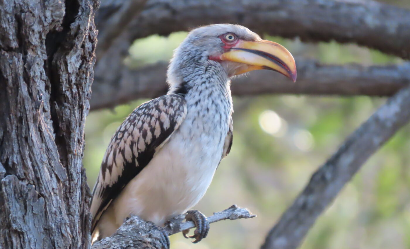 Bird are not only beautiful but entertaining…This is the last weekend of school holidays…Back to the quiet of the bush…