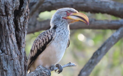 Bird are not only beautiful but entertaining…This is the last weekend of school holidays…Back to the quiet of the bush…
