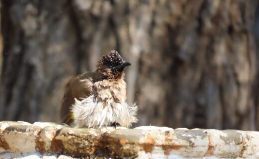 Loving the birds we see in Marloth Park!…Fun Quiz Night!