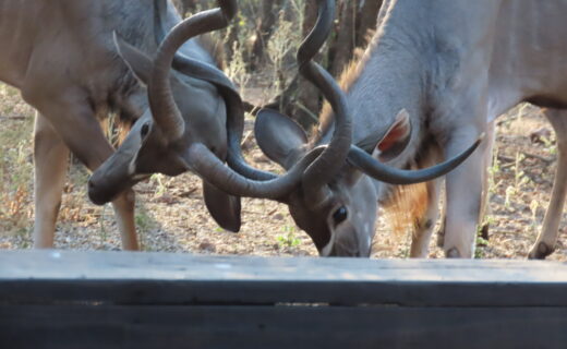 Pleasant Sunday in the bush…