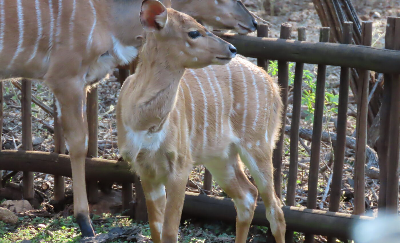 The Nyala Family…Pure joy…A new little life…Norman’s last offspring…