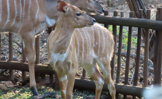 The Nyala Family…Pure joy…A new little life…Norman’s last offspring…
