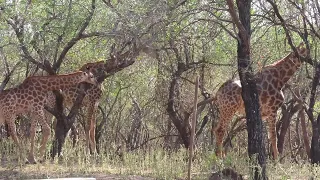 Giraffe video, taken in our garden…Most expensive travel destinations…