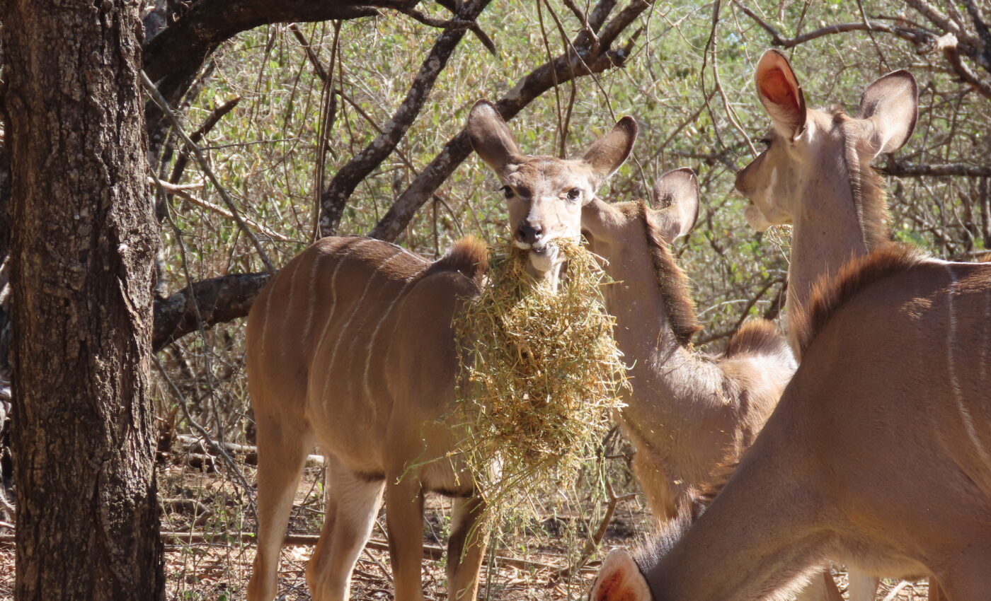 Can’t resist posting lucerne day photos….Shopping online in South Africa…What are the options?…C