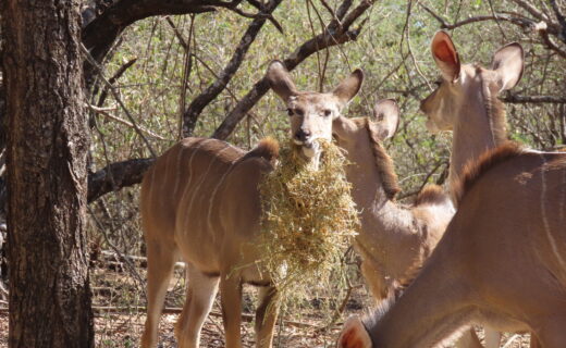 Can’t resist posting lucerne day photos….Shopping online in South Africa…What are the options?…C