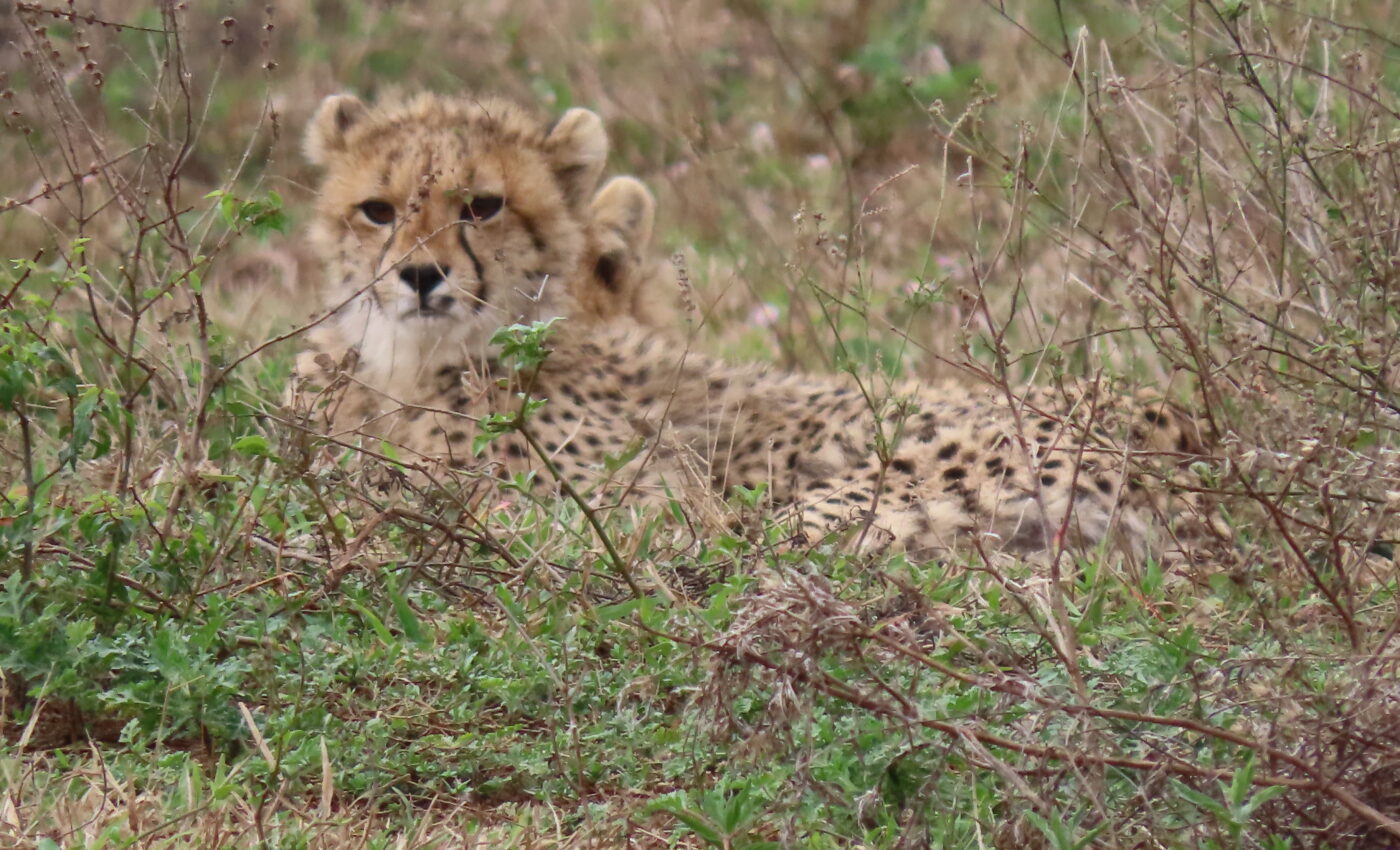 Part 1…Night game drive and bush braai didn’t disappoint….Cheetah Day!…