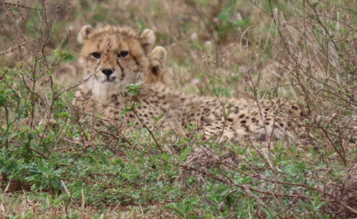 Part 1…Night game drive and bush braai didn’t disappoint….Cheetah Day!…