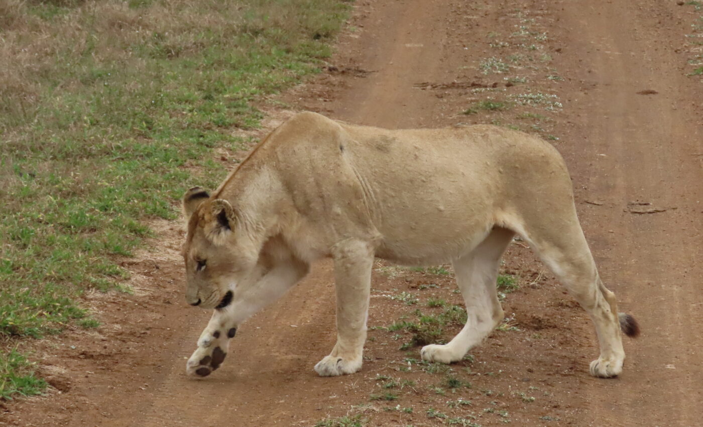Part 2…Night game drive and bush braai didn’t disappoint….Female Lion Day…