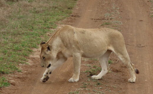 Part 2…Night game drive and bush braai didn’t disappoint….Female Lion Day…