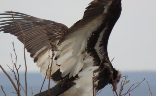 Part 4…Night game drive and bush braai didn’t disappoint…Birds and miscellaneous…