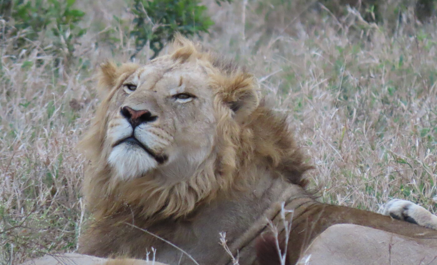 Part 3…Night game drive and bush braai didn’t disappoint….Male Lion Day…