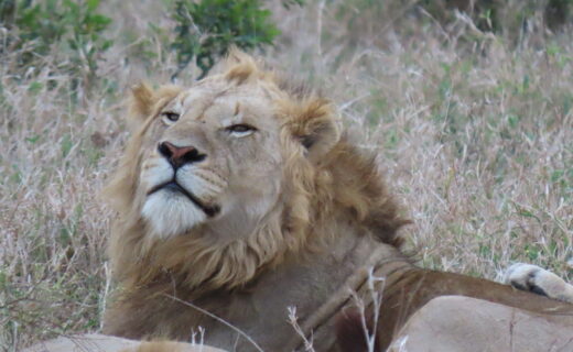 Part 3…Night game drive and bush braai didn’t disappoint….Male Lion Day…