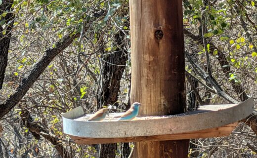 Fabulous Quiz Night…Fun, fun, fun!…Early morning shopping…Guests arrivng tomorrow…