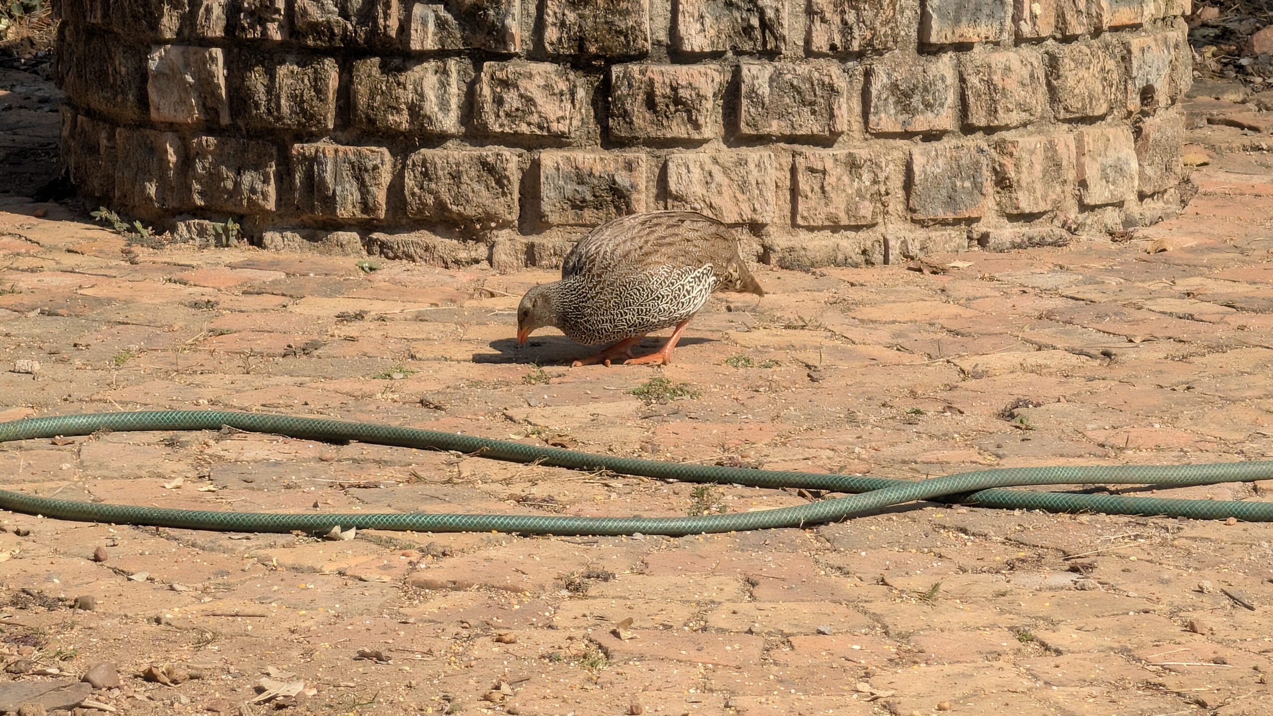 Our friends from Canada and Bali have arrived…New visitor to the garden…