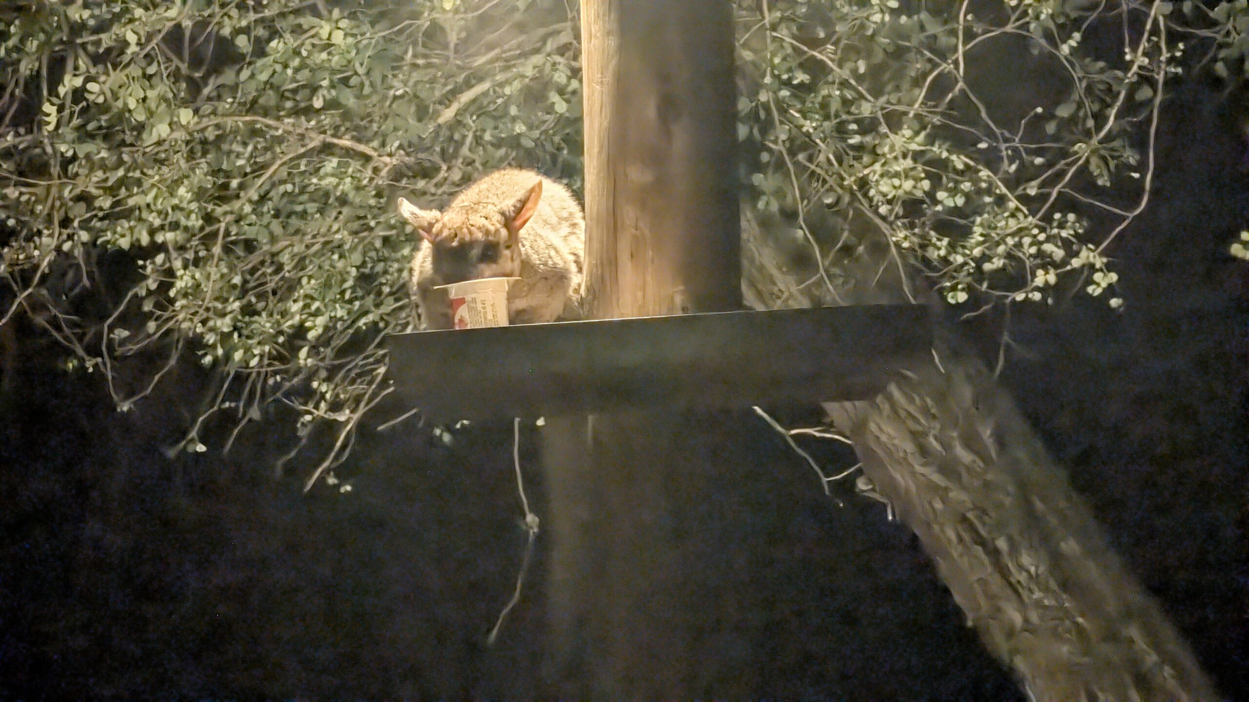 Sorry, we didn’t post yesterday…Went to Kruger and the day was delightfully long and busy…Check out our new visitor!…