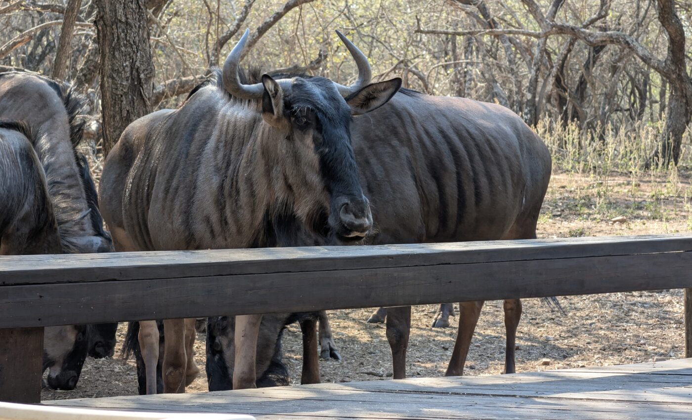 Another fine Sunday in the bush with friends and animals…