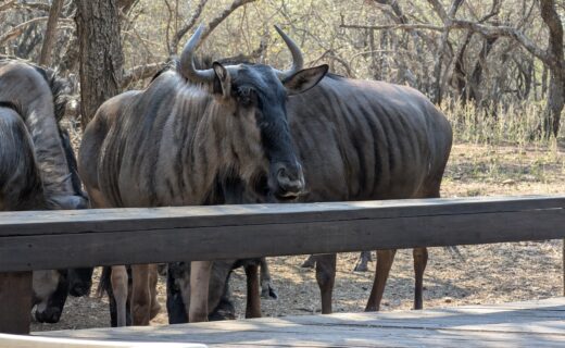 Another fine Sunday in the bush with friends and animals…