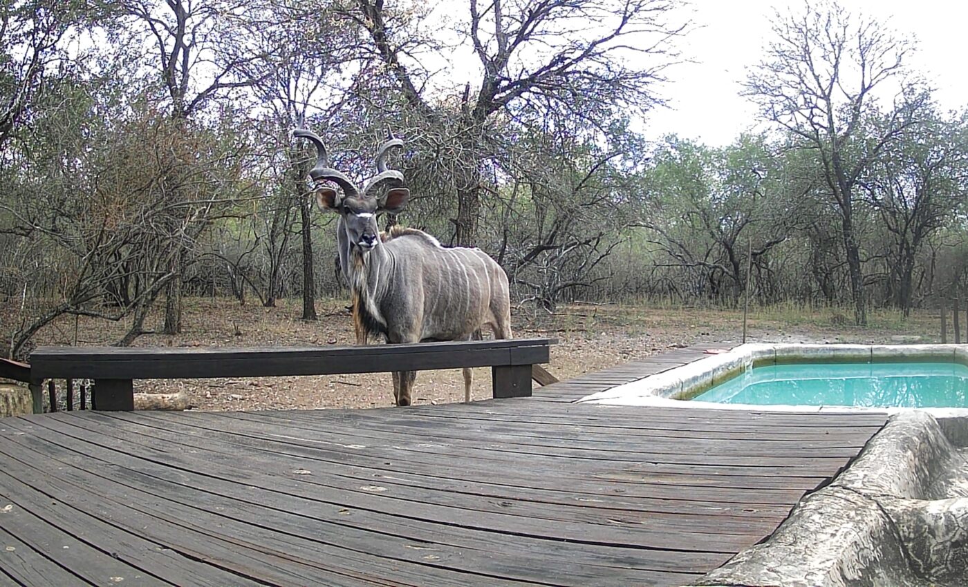 We are grateful to be back in Marloth Park…