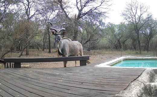 We are grateful to be back in Marloth Park…