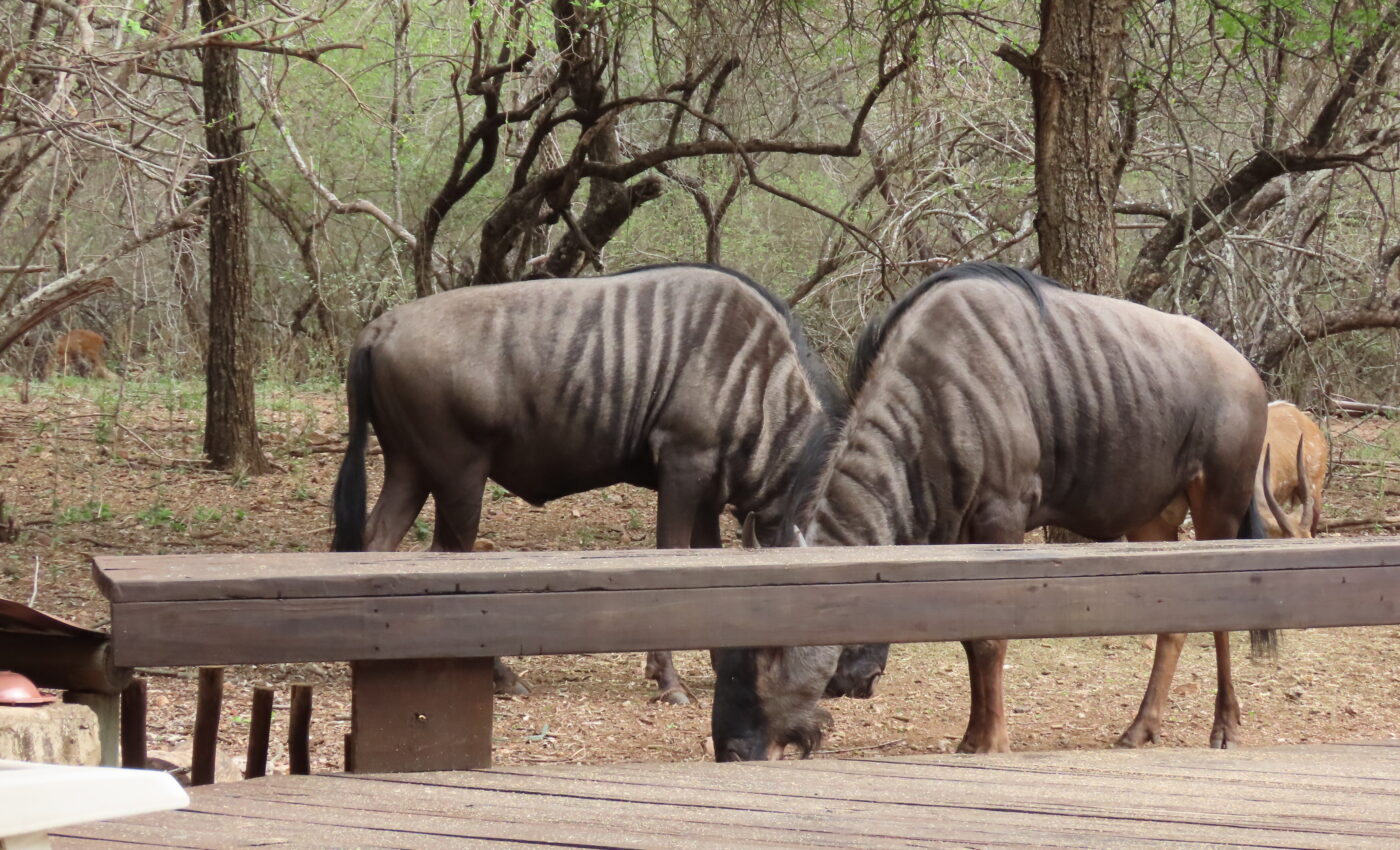 Wildlife experiences dangerous for animals…What are the alternatives?…