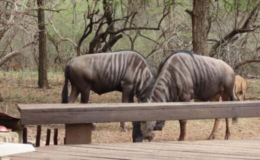 Wildlife experiences dangerous for animals…What are the alternatives?…