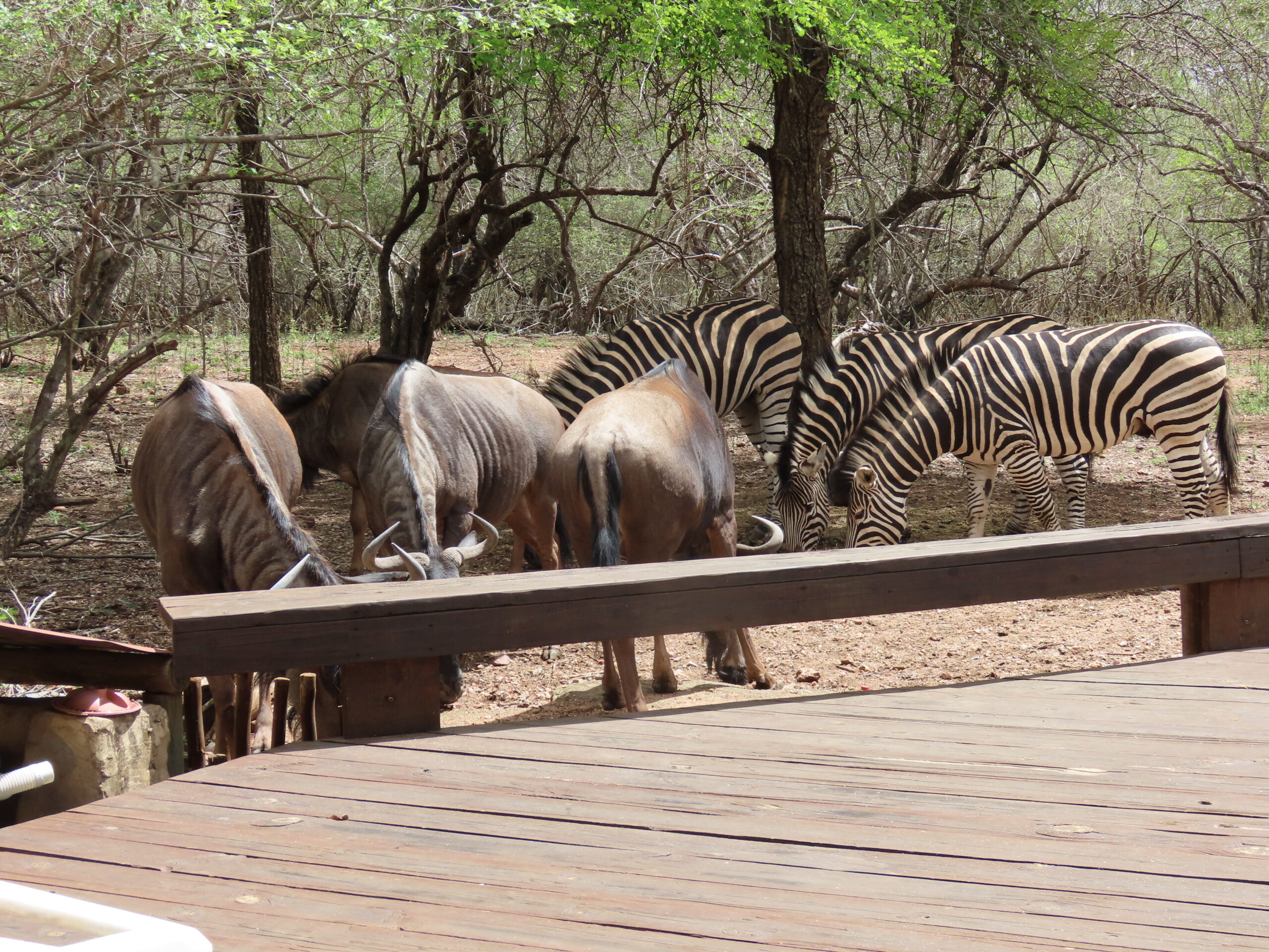 Tomorrow, we’re off to Nelspruit for Tom’s next eye appointment…Quiz Night update…