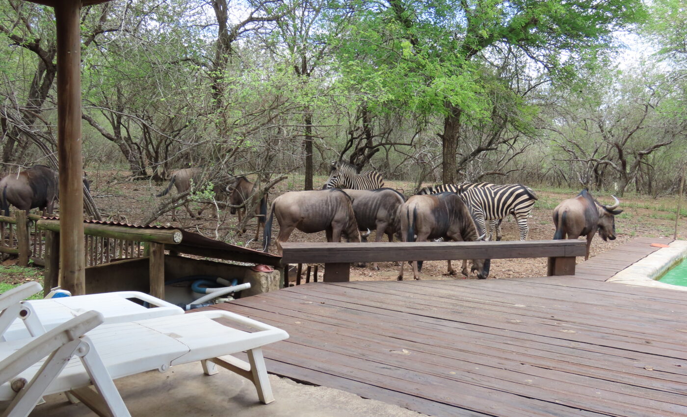 Tom is in hospital in Nelspruit having his second eye surgery, as I write here now…