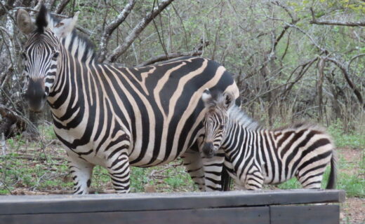 We are back from Nelspruit…Tom’s surgery postponed…Hot today! 100F, 38C…