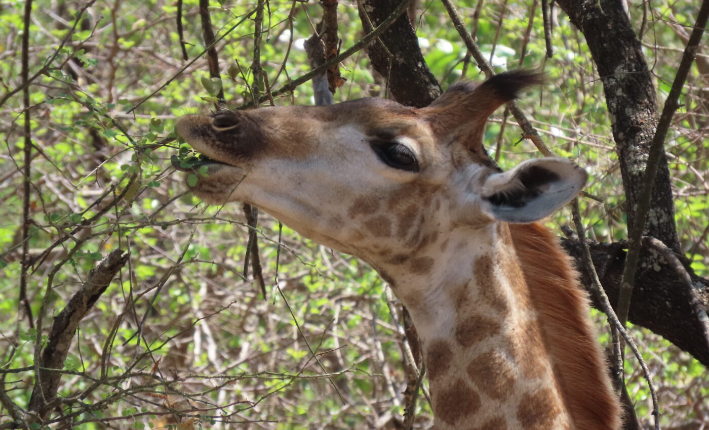 Why are there so many flies this year in Marloth Park, when we eat meat outdoors?…