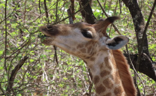Why are there so many flies this year in Marloth Park, when we eat meat outdoors?…