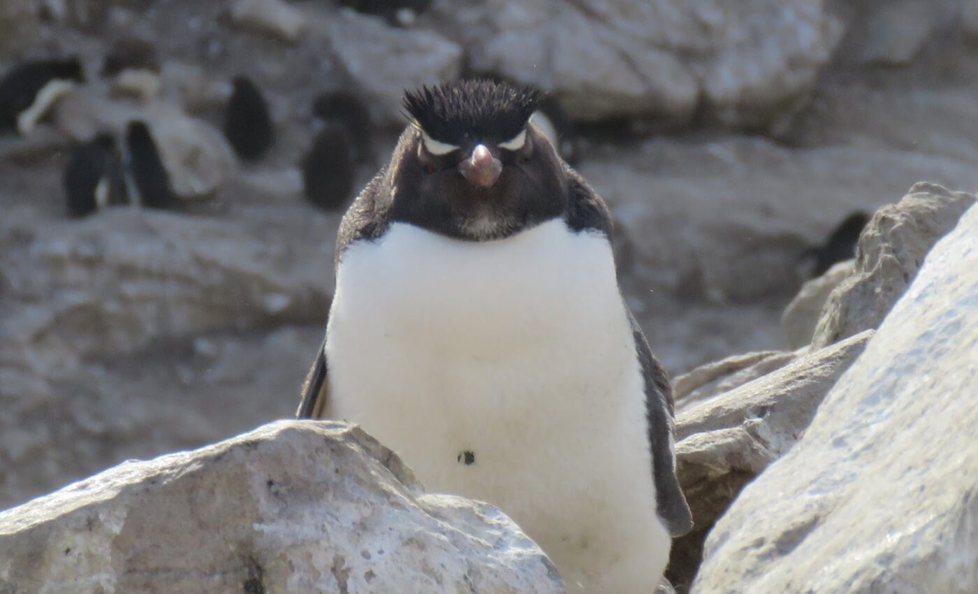 Remote archipelago with millions on seals, penguins and other wildlife….