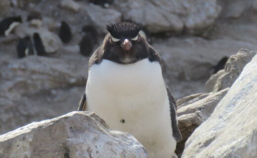 Remote archipelago with millions on seals, penguins and other wildlife….