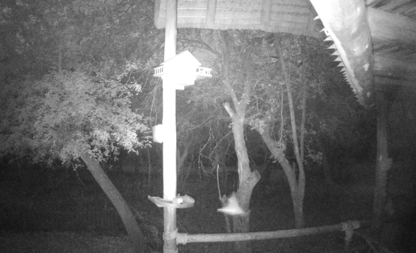 Last night’s unusual photo from the trail cam…Finally, family coming to visit!!!…