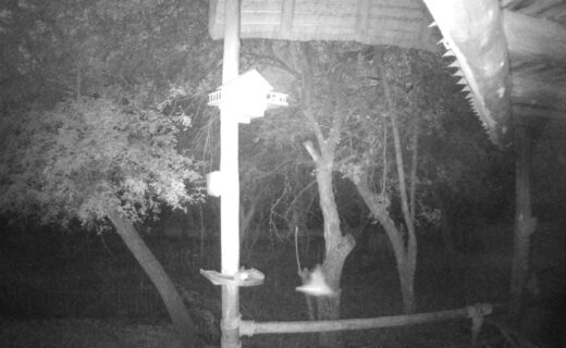 Last night’s unusual photo from the trail cam…Finally, family coming to visit!!!…