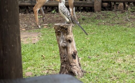 A favorite bird…