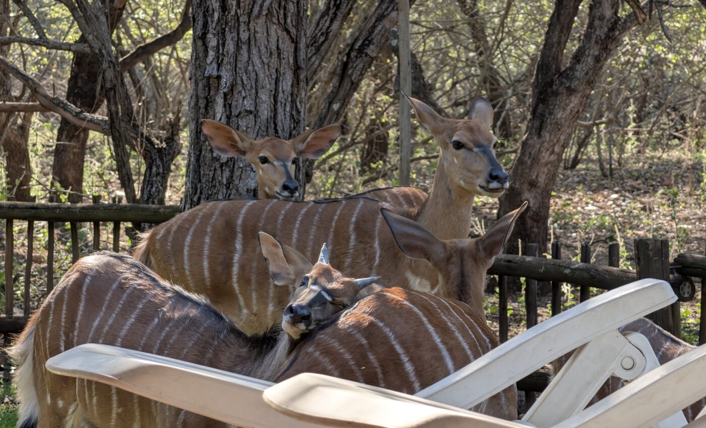 Finding Inspiration in our everyday lives in the African Bush…Tom’s dental appointment postponed…