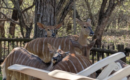 Finding Inspiration in our everyday lives in the African Bush…Tom’s dental appointment postponed…